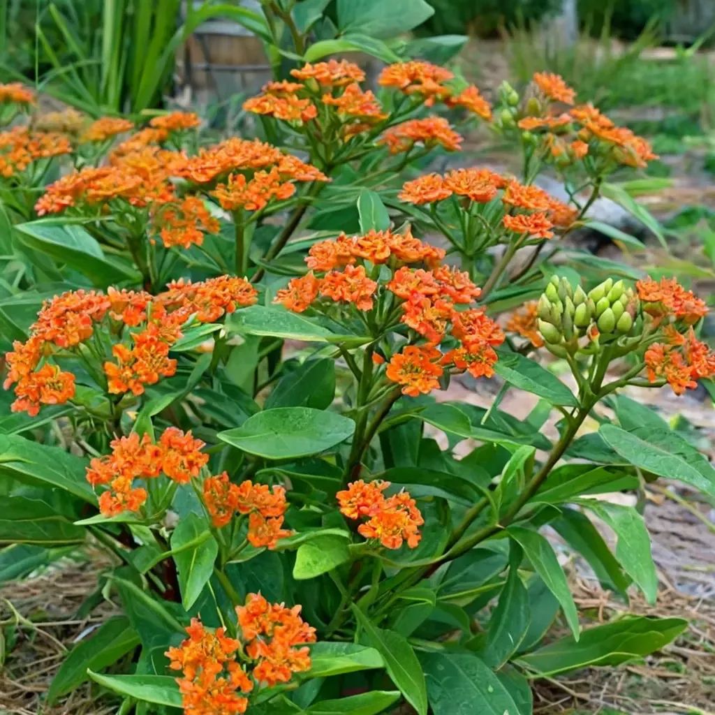 Asclepias tuberosa