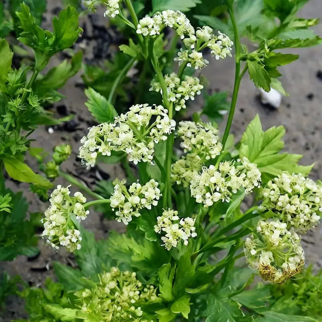 Apium graveolens