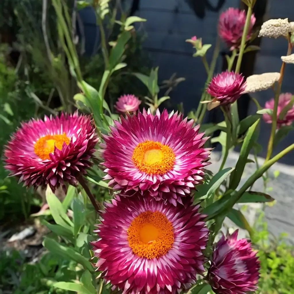 Helichrysum bracteatum 'Monster Rose'
