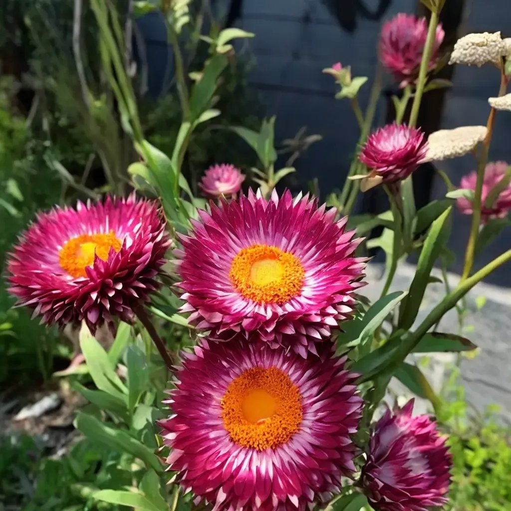 Helichrysum bracteatum 'Monster Rose'