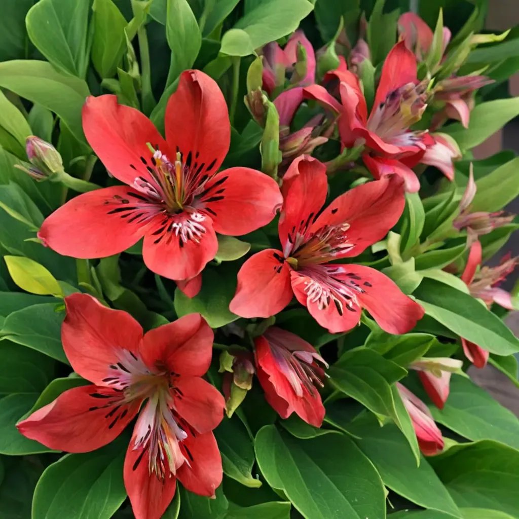 Alstroemeria x hybrida 'Inca Lolly'
