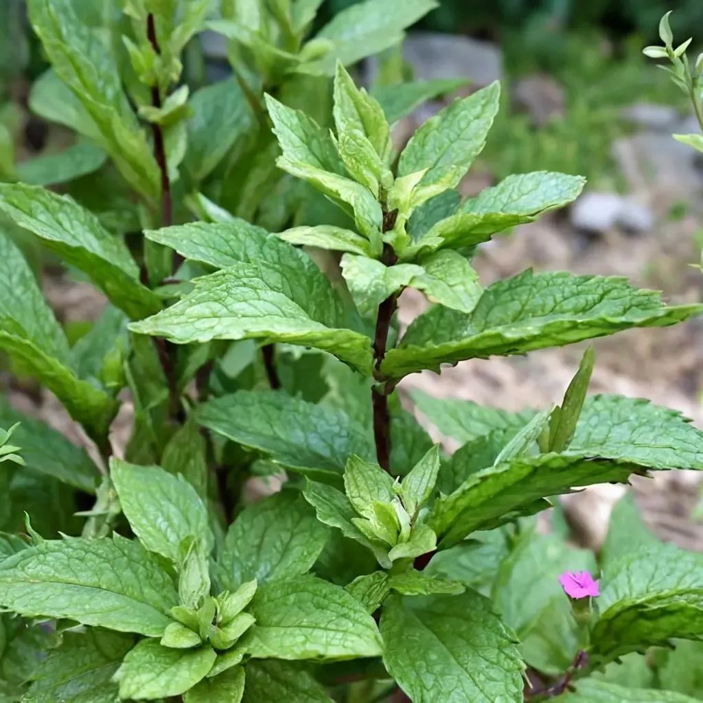 Mentha spicata 'Spearmint'