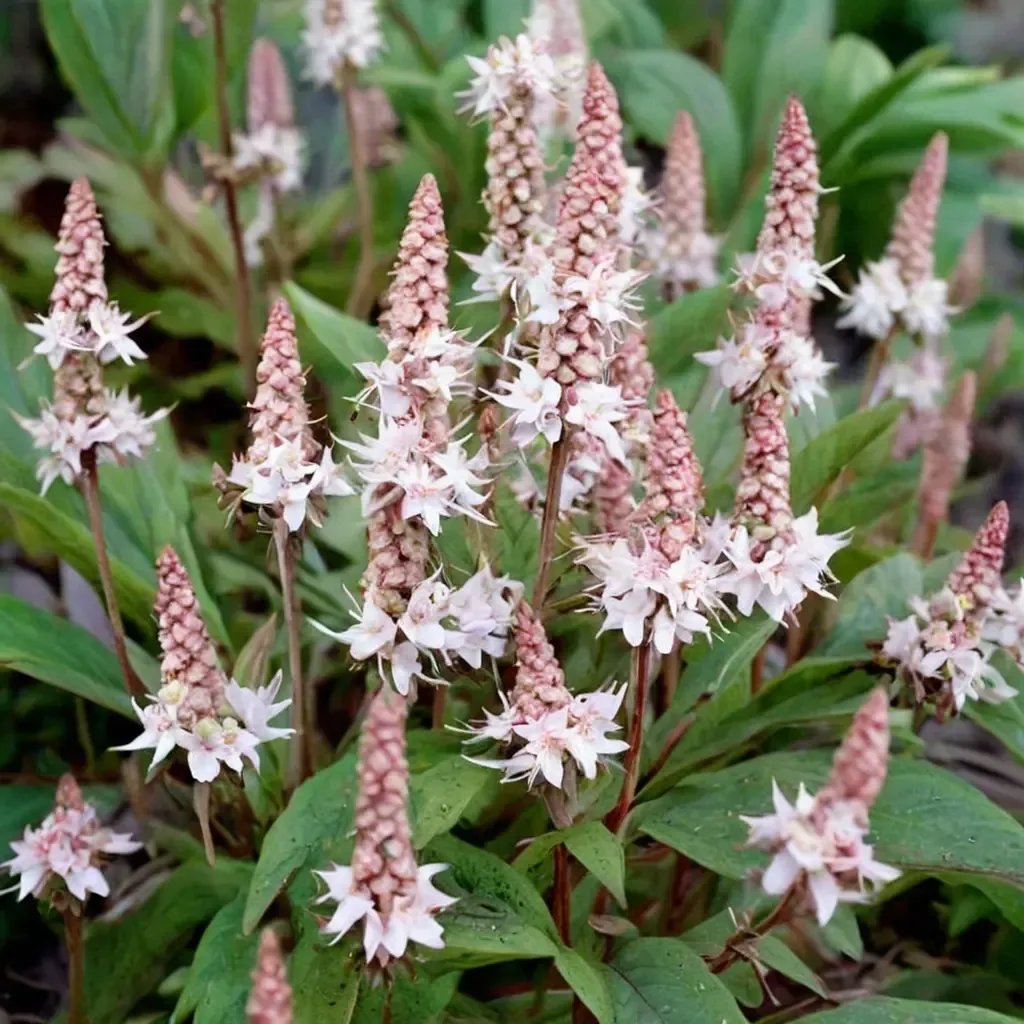 Penstemon digitalis 'Pink Skyrocket'