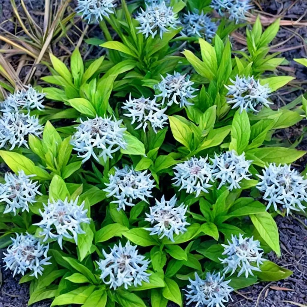 Amsonia montana 'Short Stack'