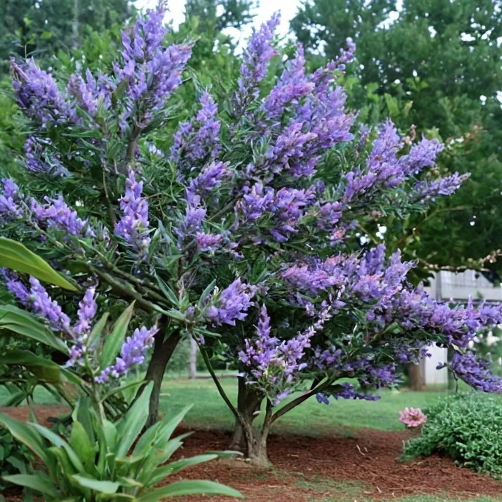 Vitex agnus-castus 'Shoal Creek'