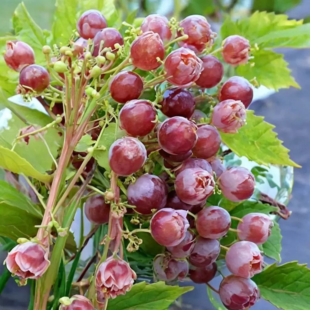 Vitis vinifera 'Emeryville Pink'
