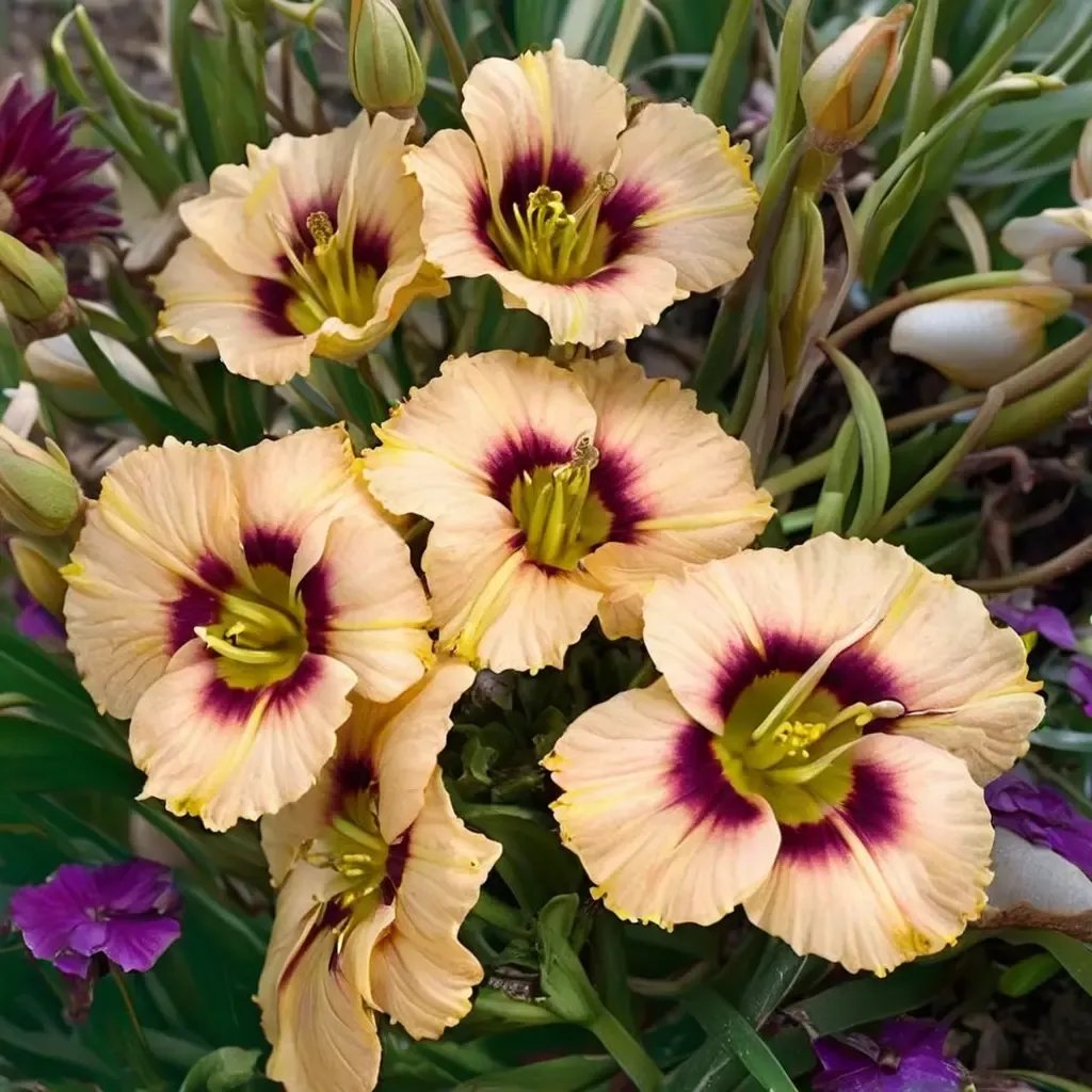 Hemerocallis fulva 'Baby Moon Caf Jumbo'