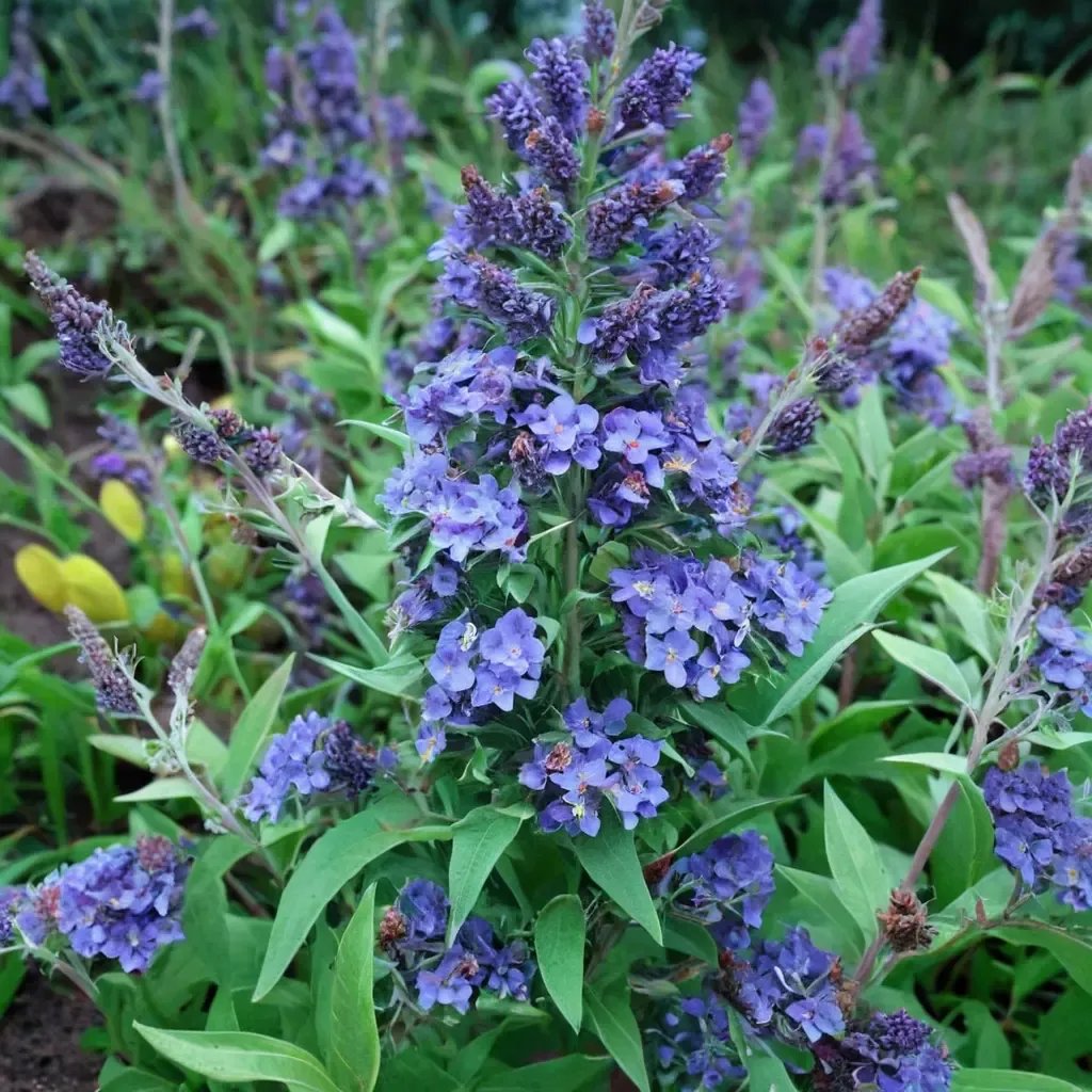 Buddleja davidii 'Ellen's Blue'