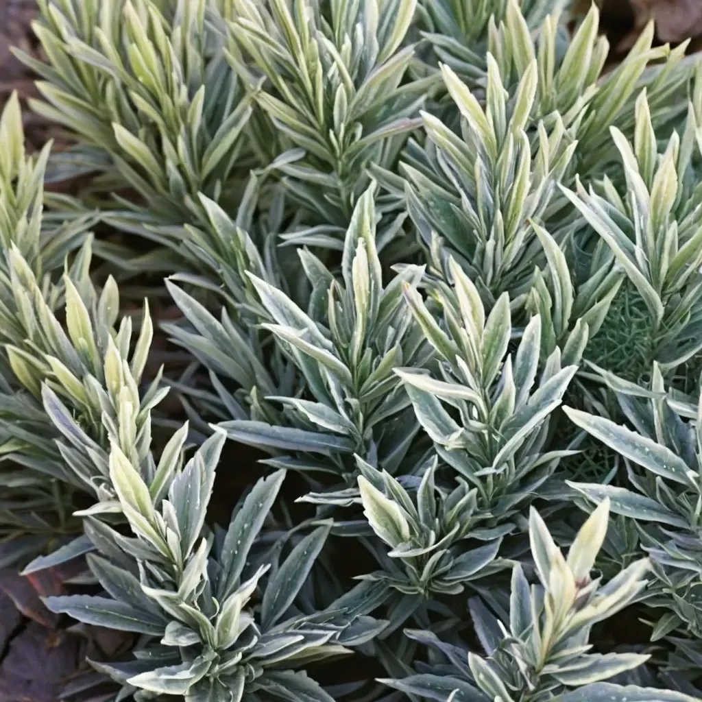 Lavandula x allardii 'Meerlo'