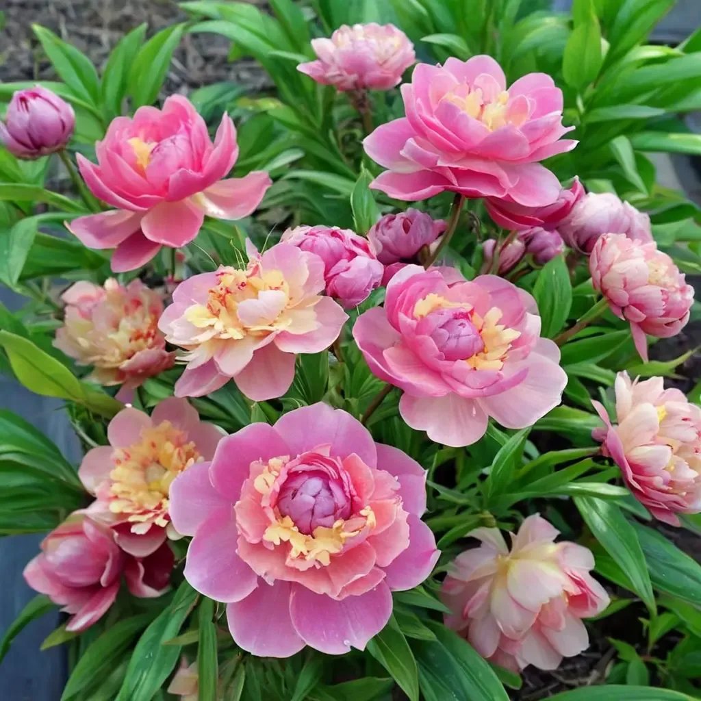 Paeonia lactiflora 'Sorbet'