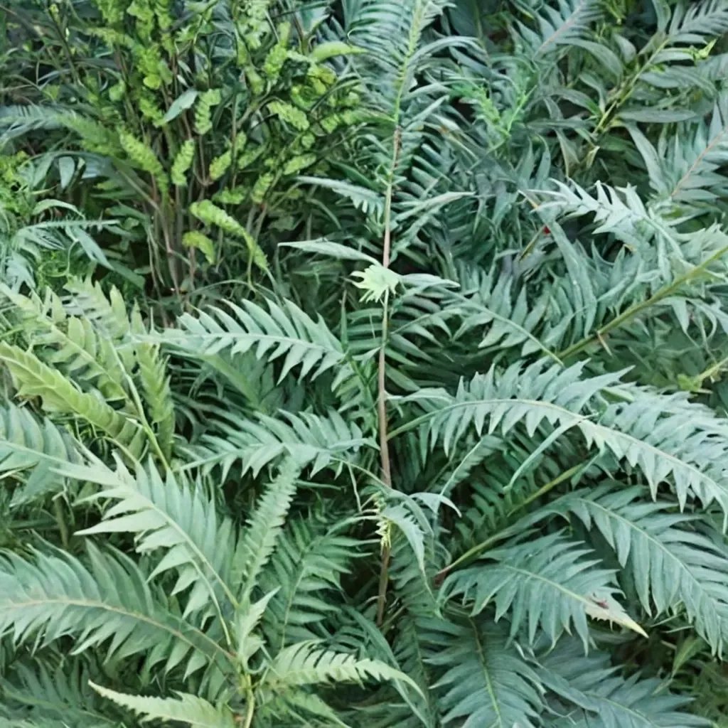 Thelypteris ovata 'lindheimeri 'Austin City Limits''