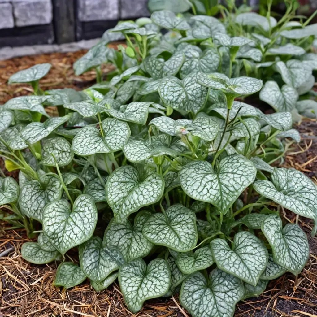 Brunnera macrophylla 'Jack of Diamonds'