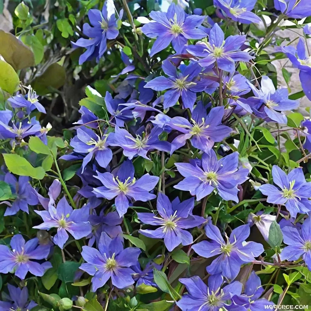 Clematis viticella 'Perle d'