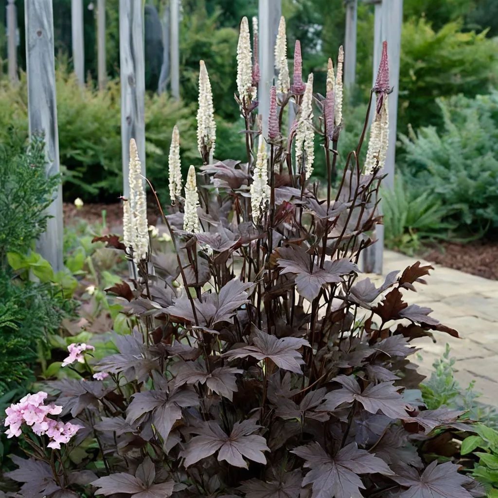 Cimicifuga racemosa 'Brunnette'