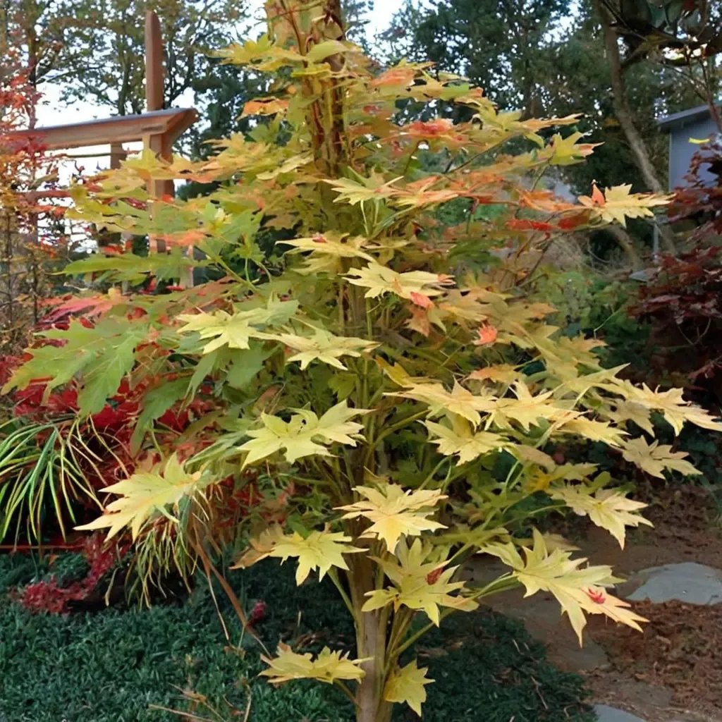Acer palmatum 'Beni-Kawa'