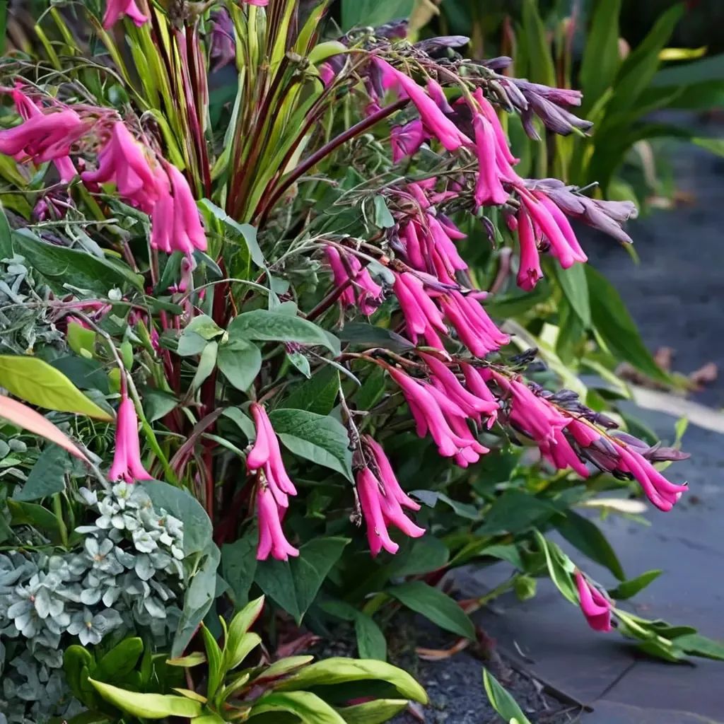 Phygelius capensis 'Magenta'