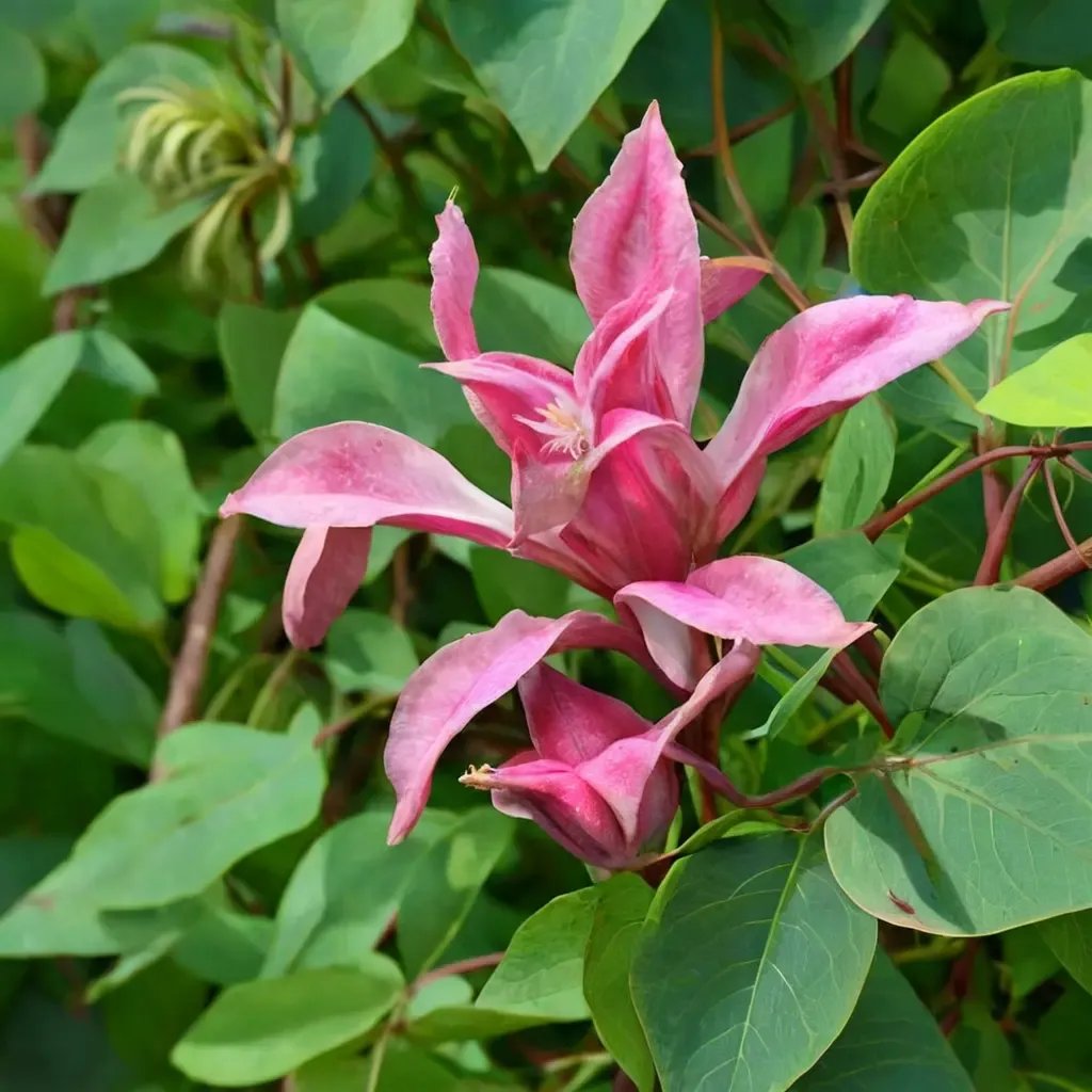 Clematis x jackmanii 'Happy Diana'