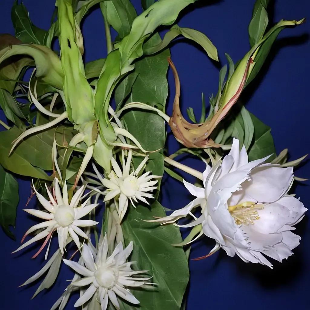 Orchid Cactus
