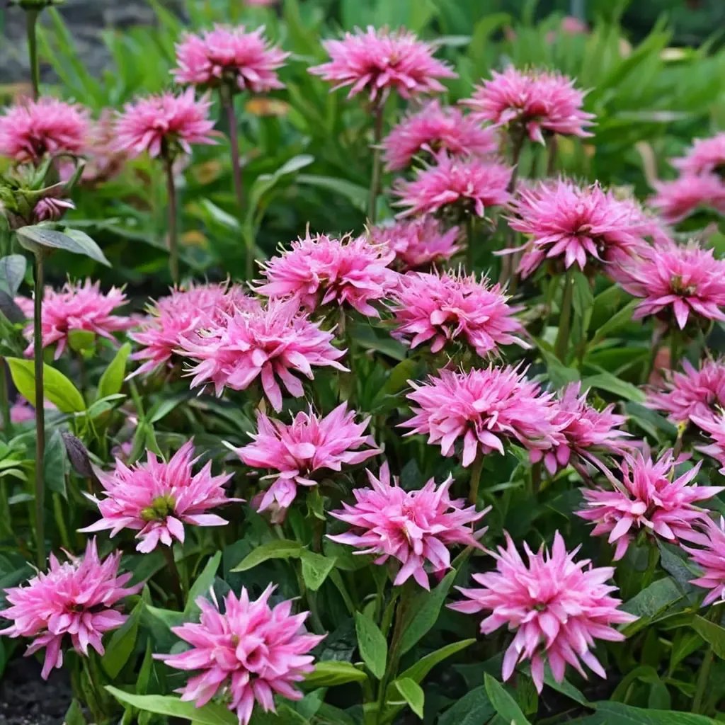 Monarda didyma 'Balmy Pink'