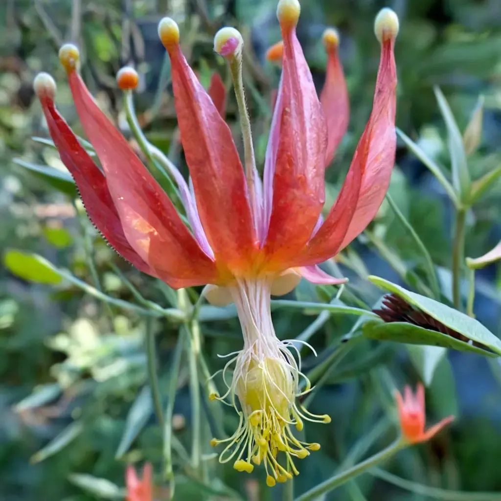 Aquilegia eximia