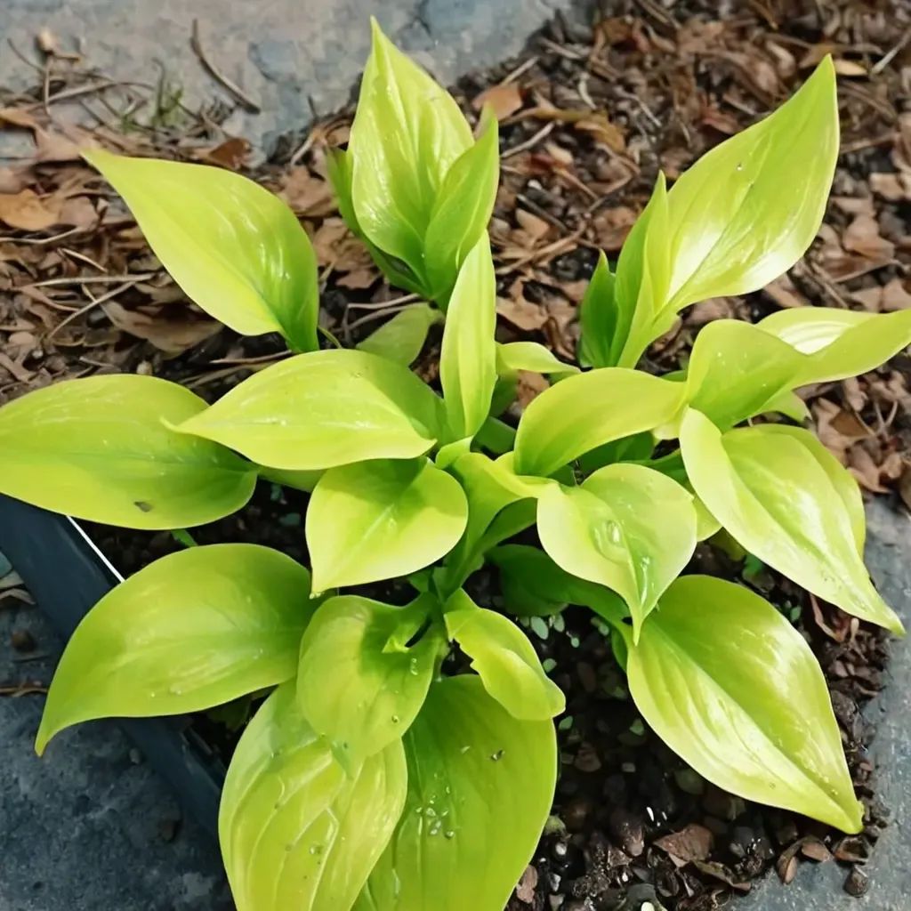 Hosta americana 'Appletini'