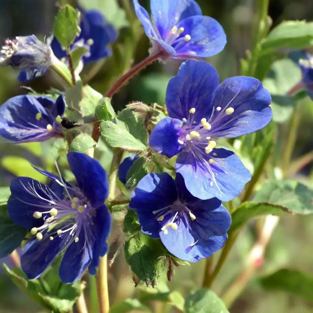Phacelia parryi