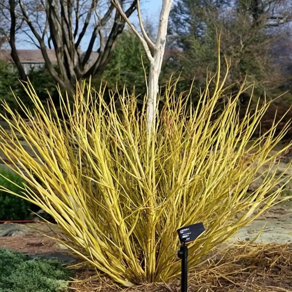 Cornus sericea 'Budd's Yellow Twig'