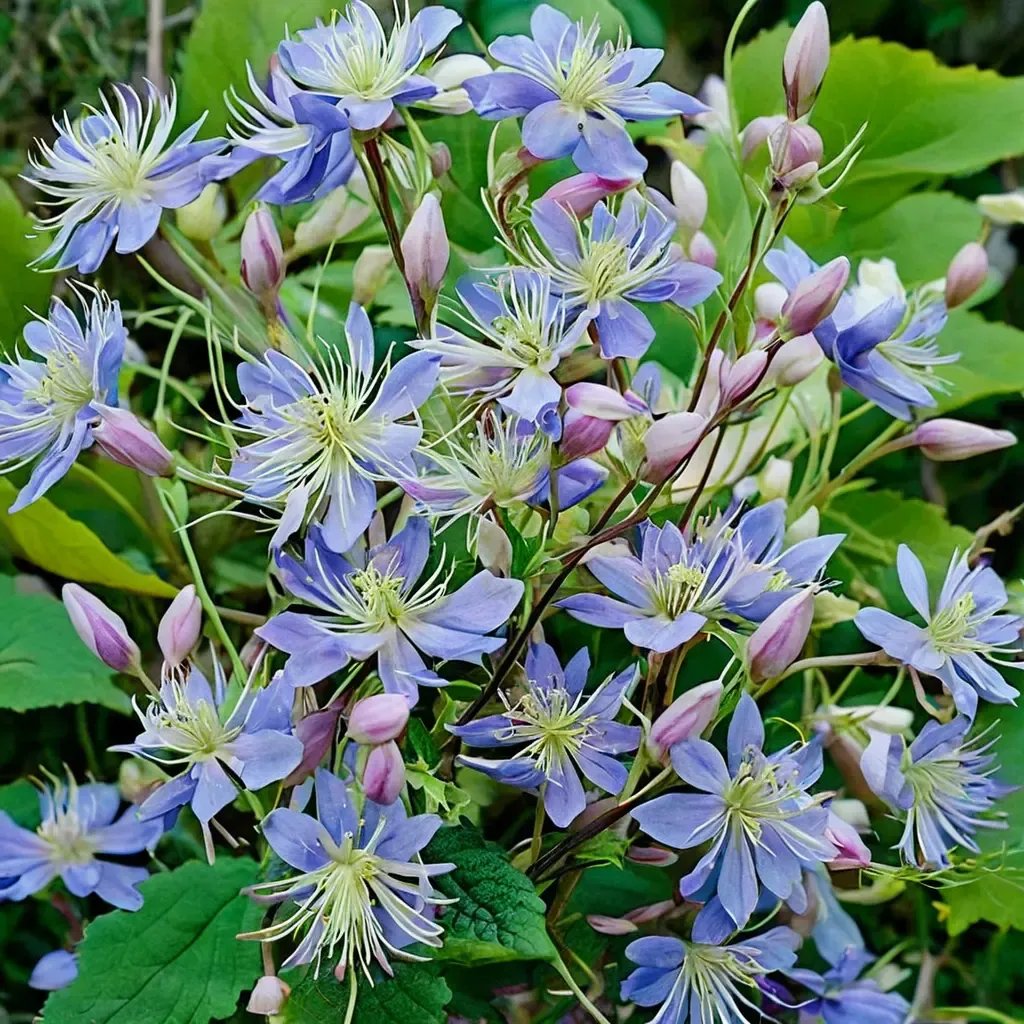Clematis viticella 'Mrs Robert Brydon'