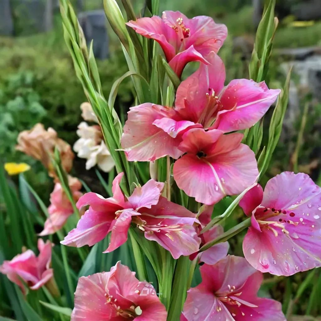 Gladiolus hortulanus 'Robinetta'
