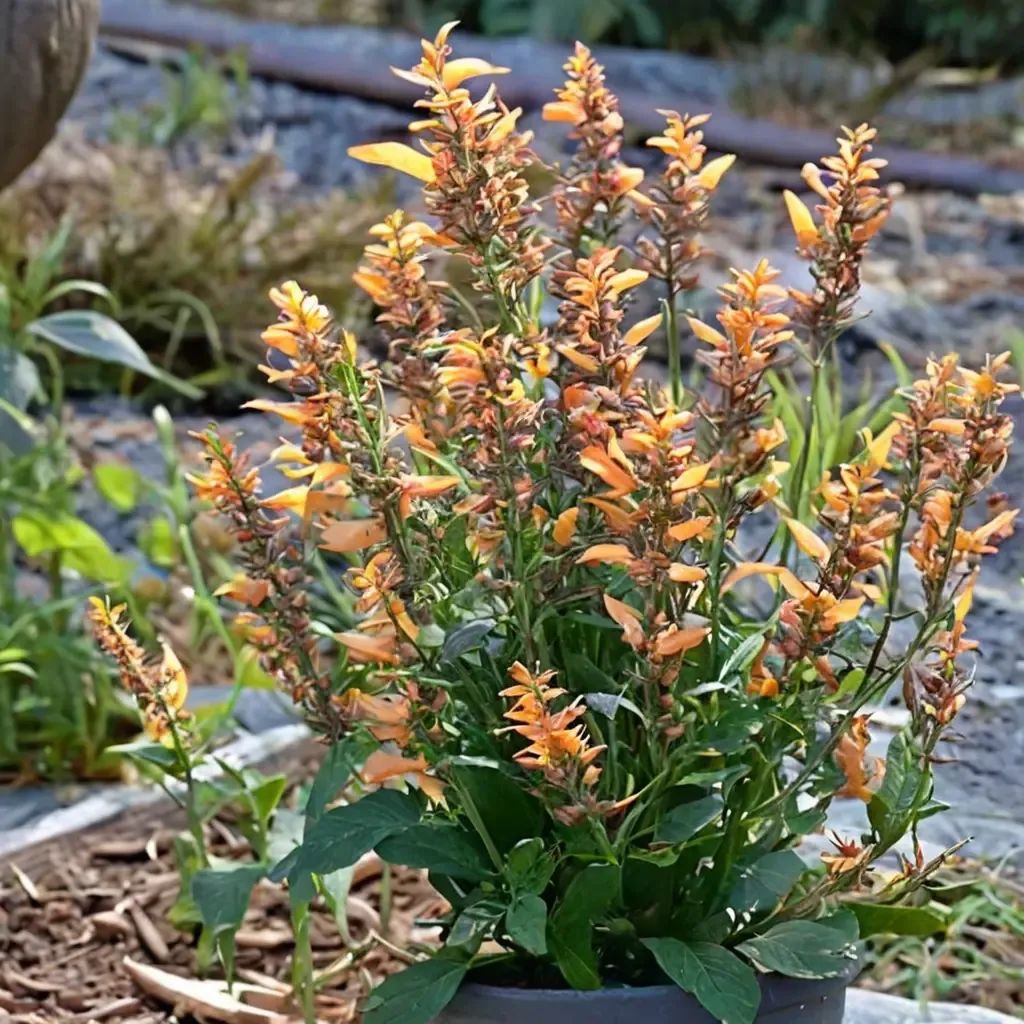 Agastache hyssopifolia 'Sunrise Orange'