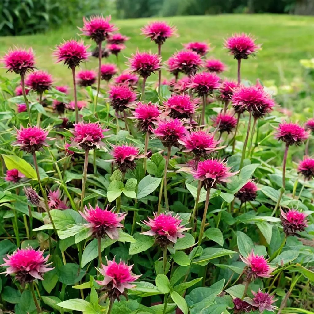 Monarda didyma 'Raspberry Wine'
