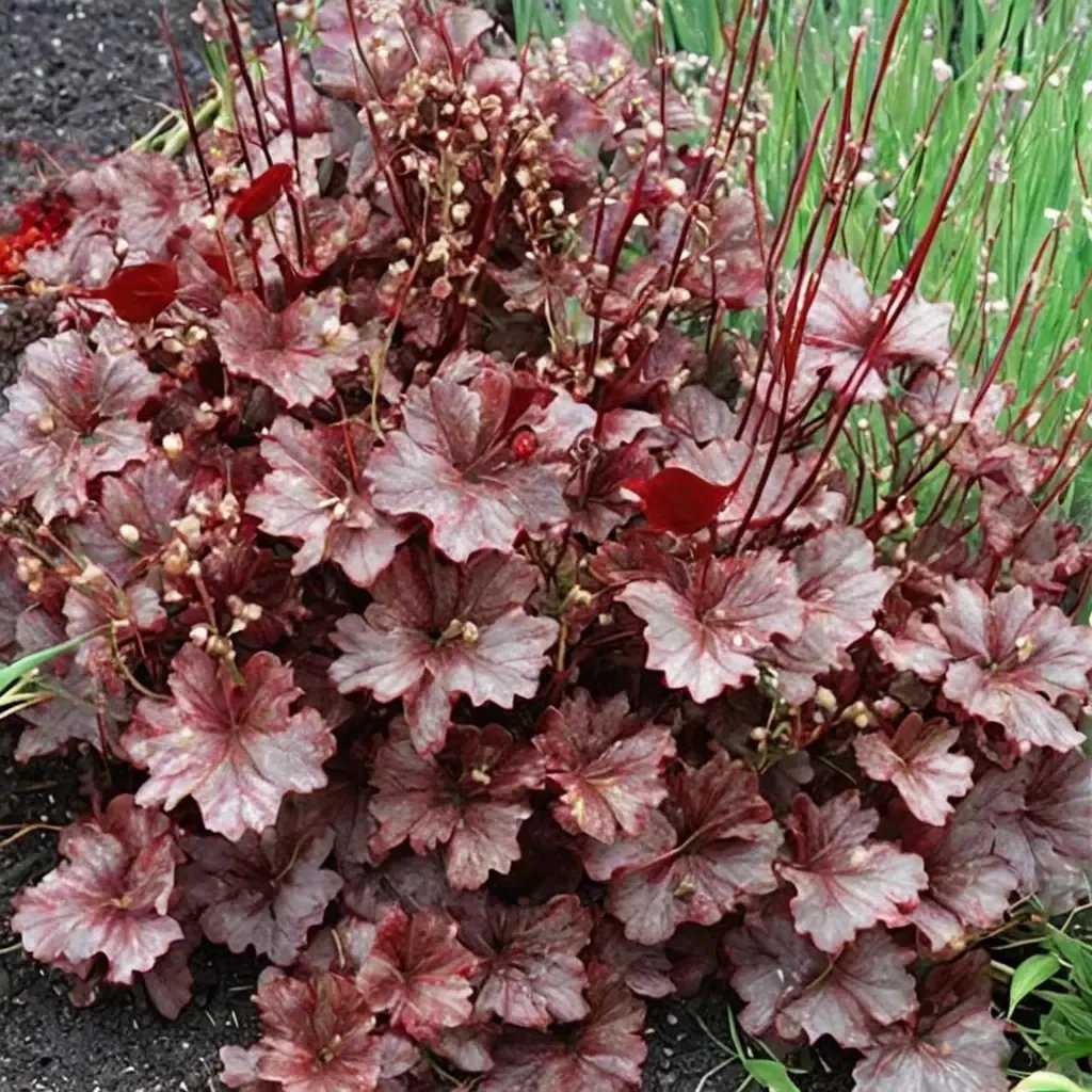 Heuchera x hybrida 'Berry Marmalade'
