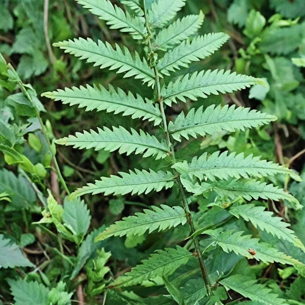 Dryopteris uniformis