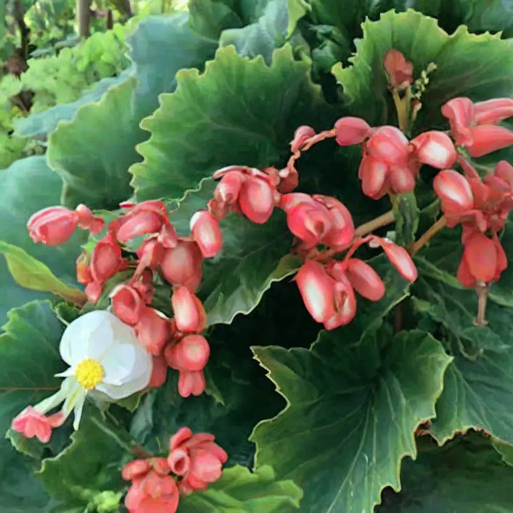 Begonia rex 'Jumbo Jet'