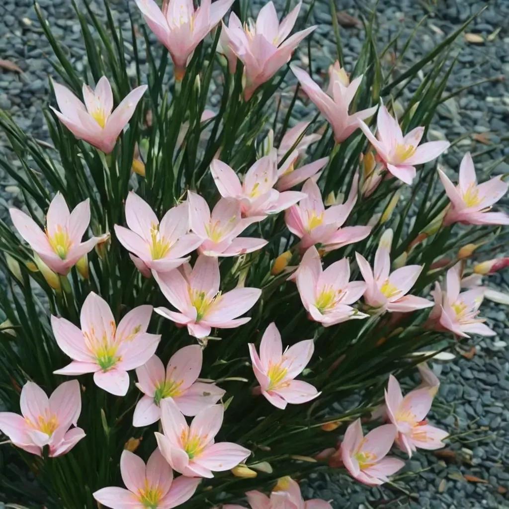 Rain Lily