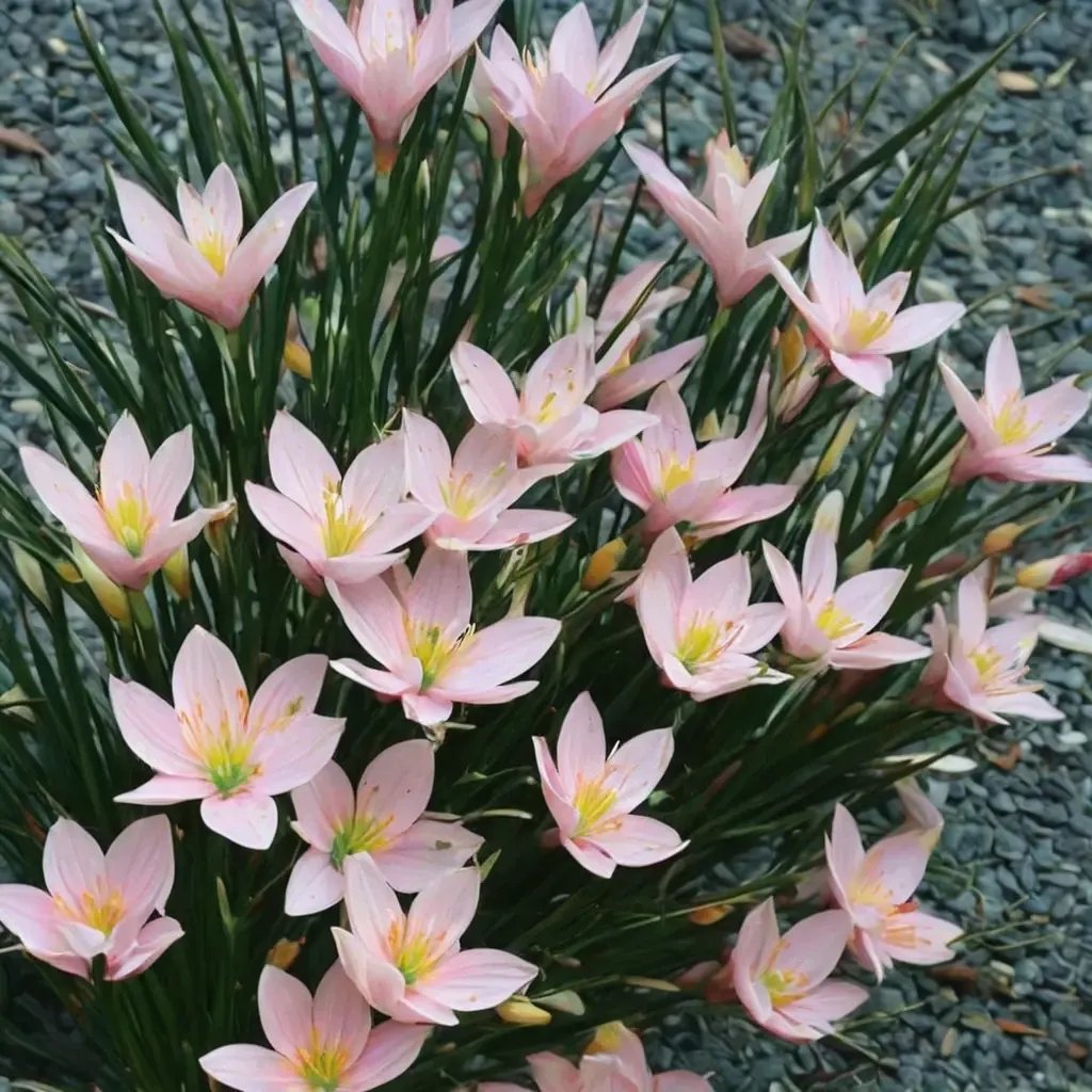 Zephyranthes grandiflora 'Grandjax'