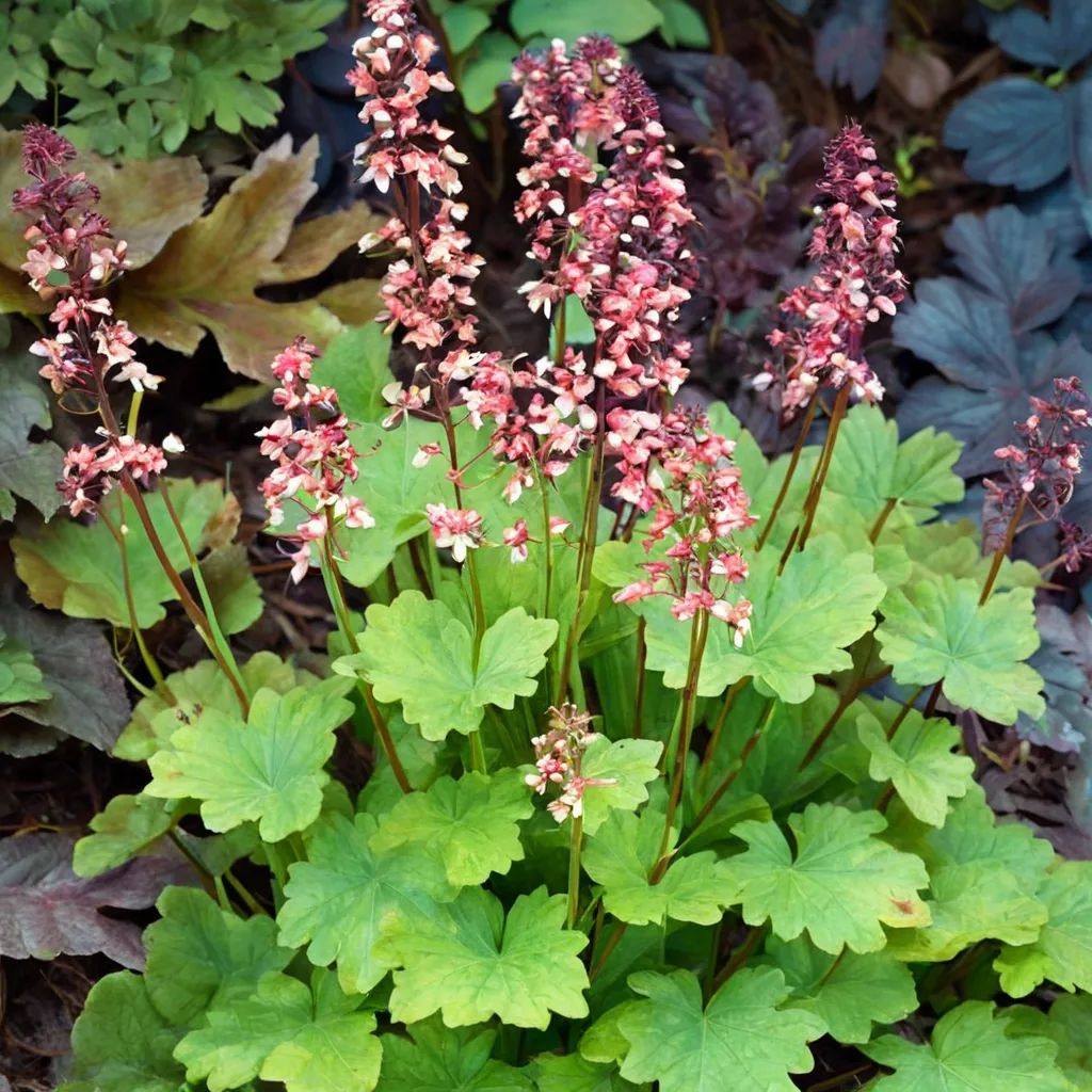 Heuchera x hybrida 'Sweet Tart'