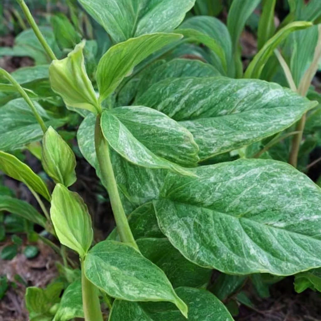 Pinellia tripartita 'Silver Dragon'
