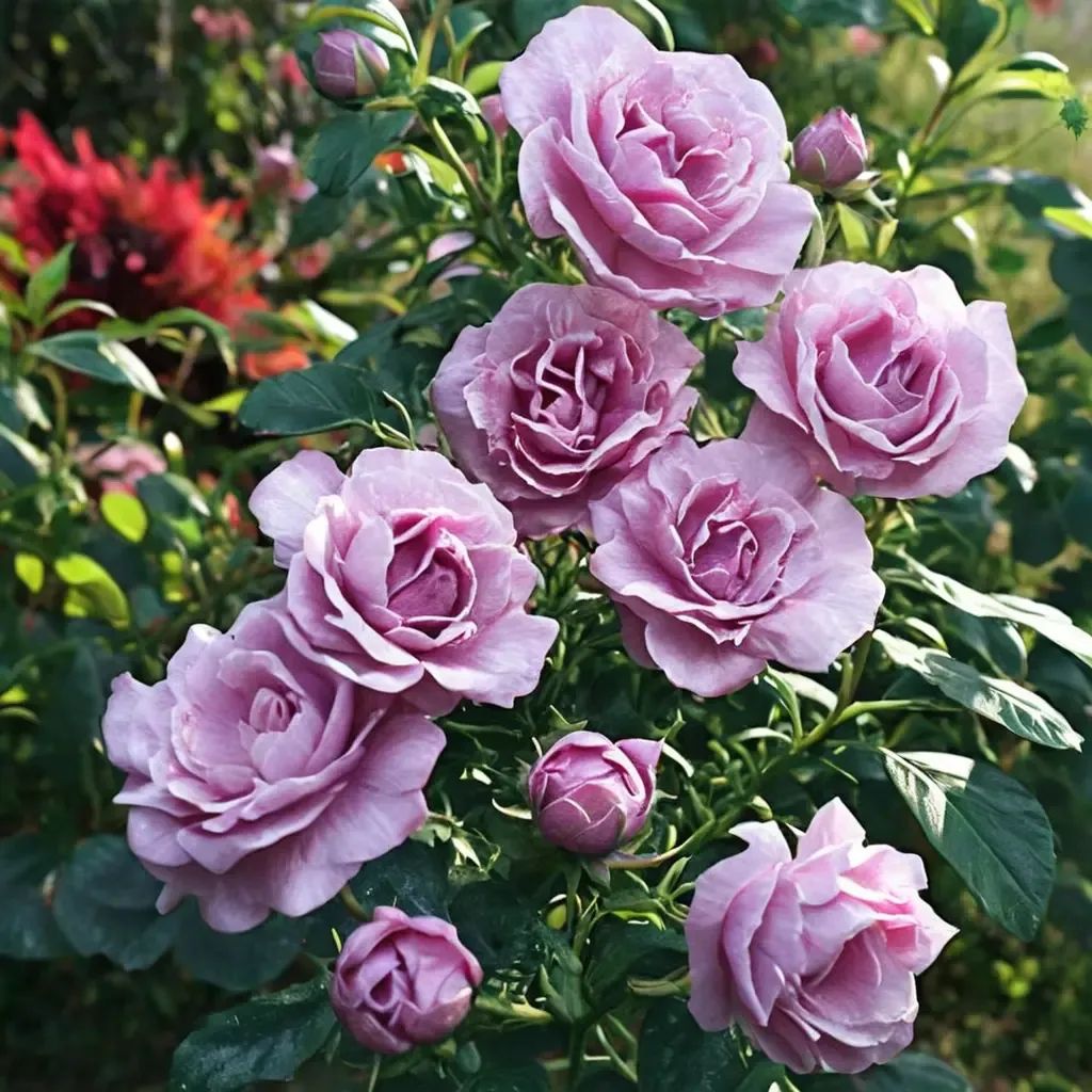 Rosa x hybrida 'Memorial Day'