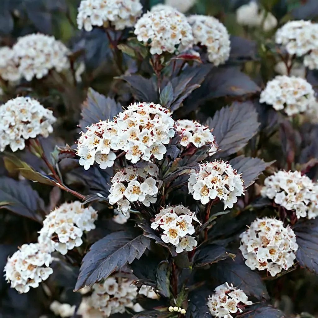 Physocarpus opulifolius 'Monlo'