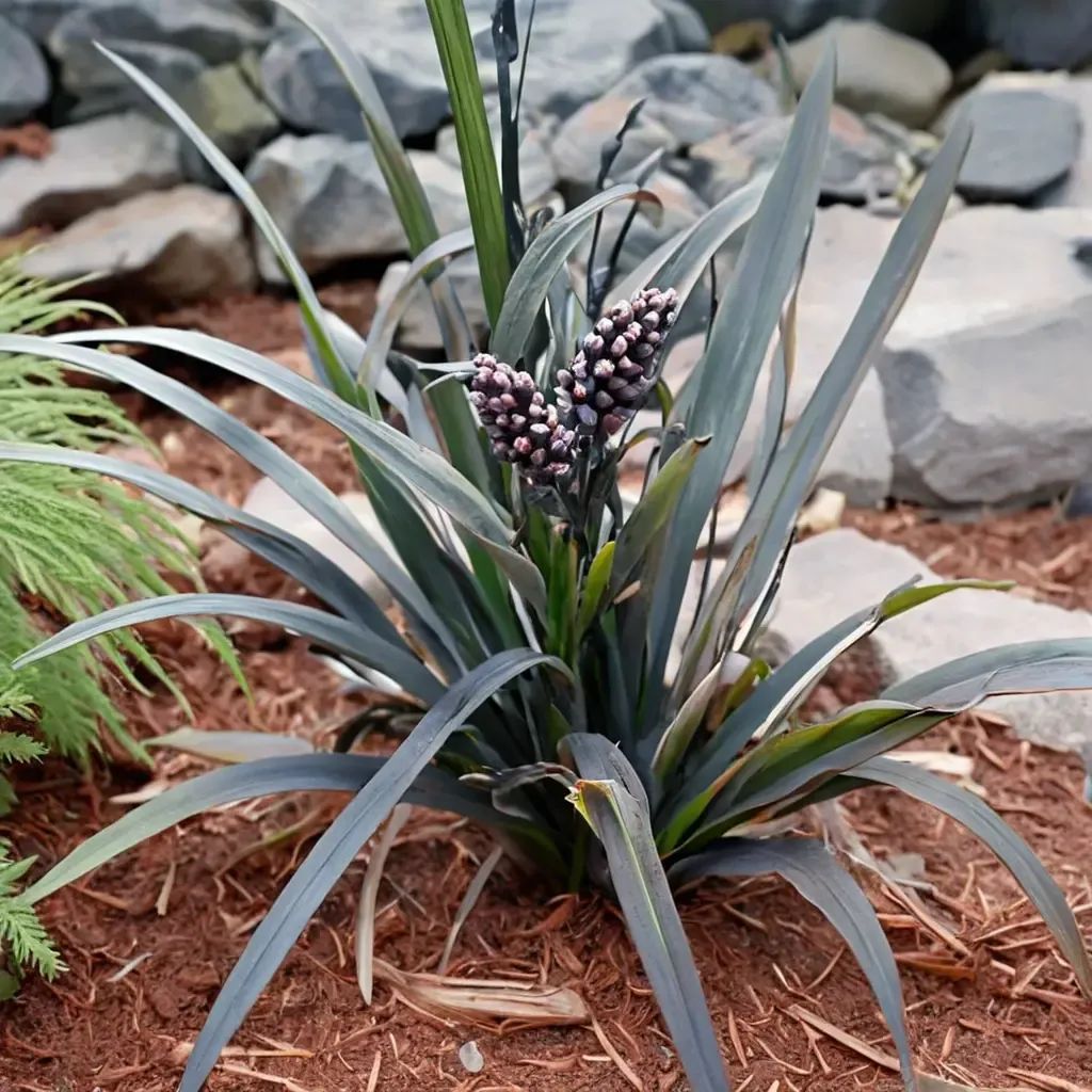 Ophiopogon planiscapus 'Ebony Knight'