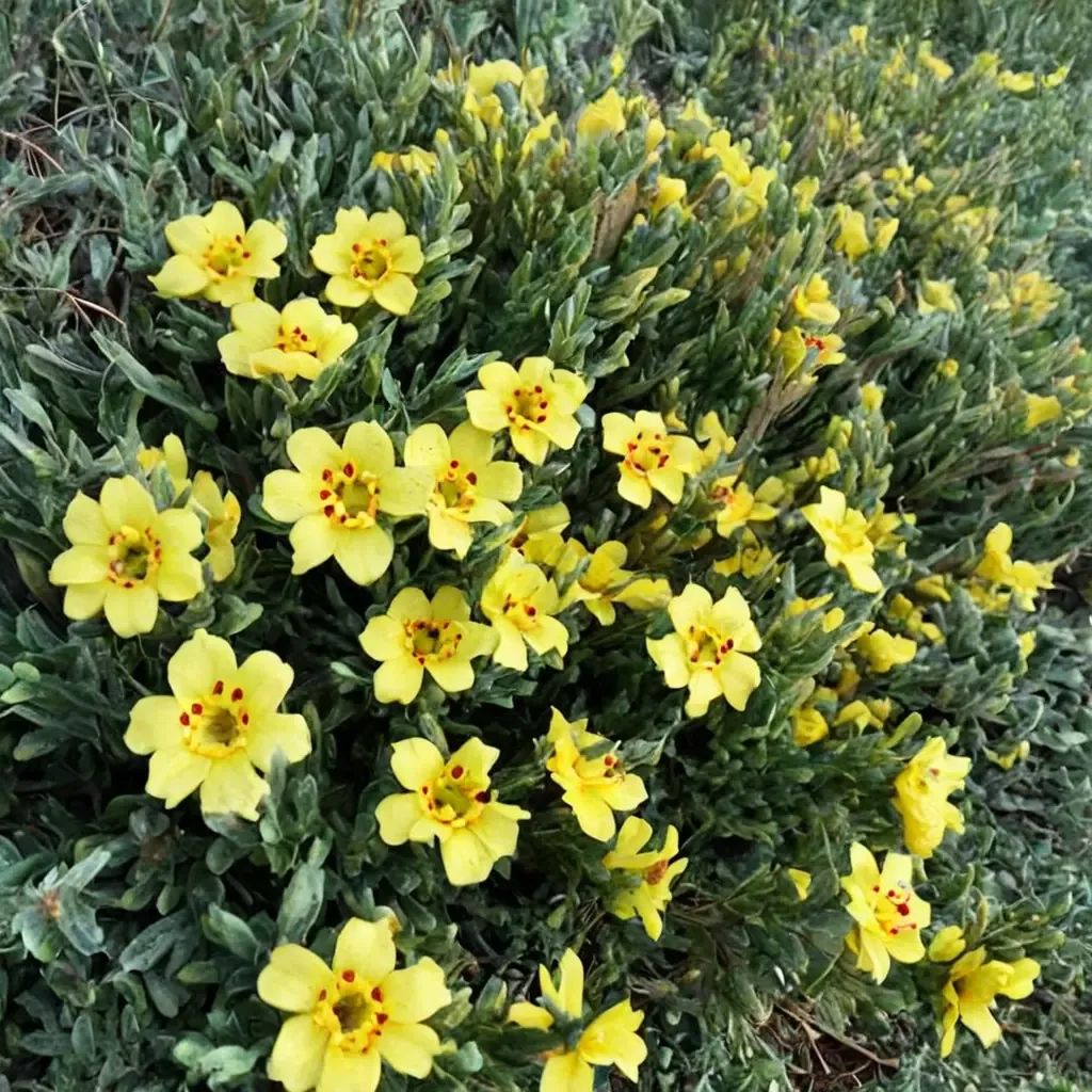 Halimium lasianthum 'Sandling'