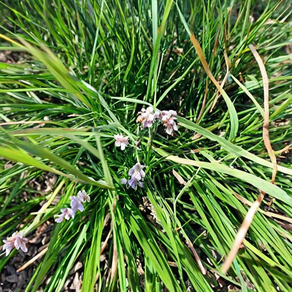 Ophiopogon japonicus 'Tuff Tuft Lavender'