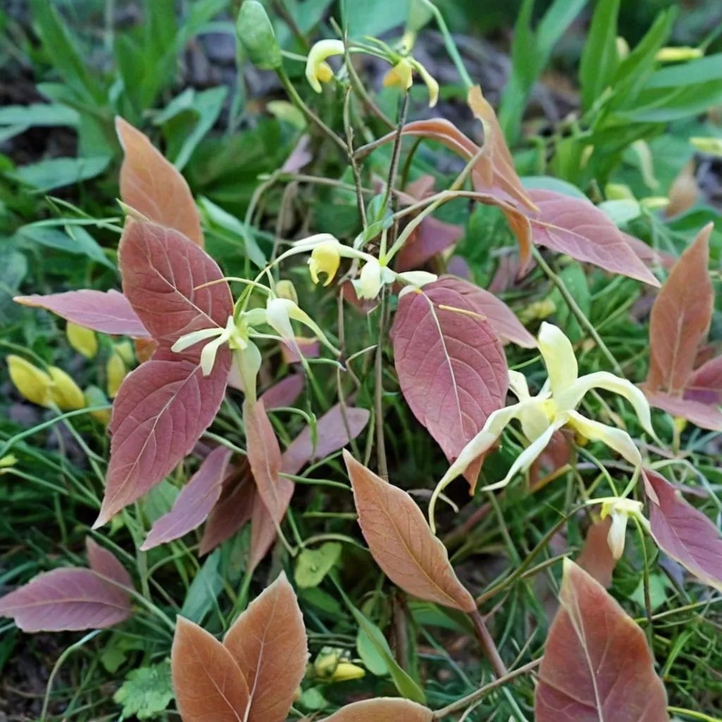 Epimedium lishihchenii