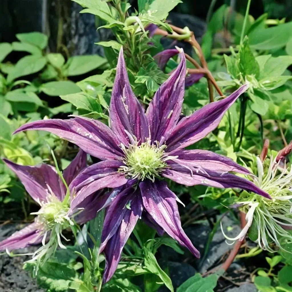 Clematis x jackmanii 'Joe Zary'