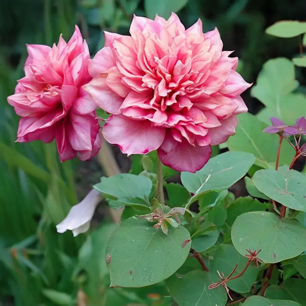 Rosa damascena 'Monsieur Tillier'
