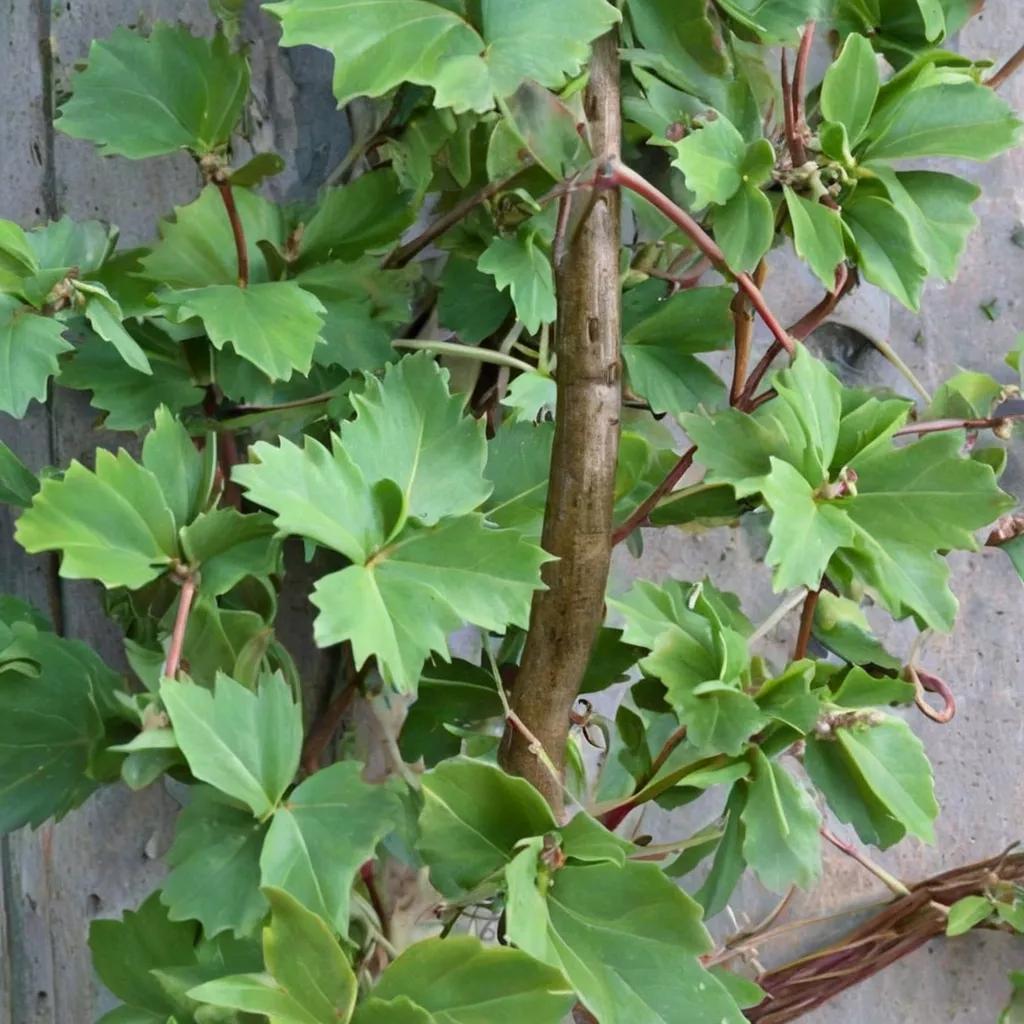 Grape Ivy