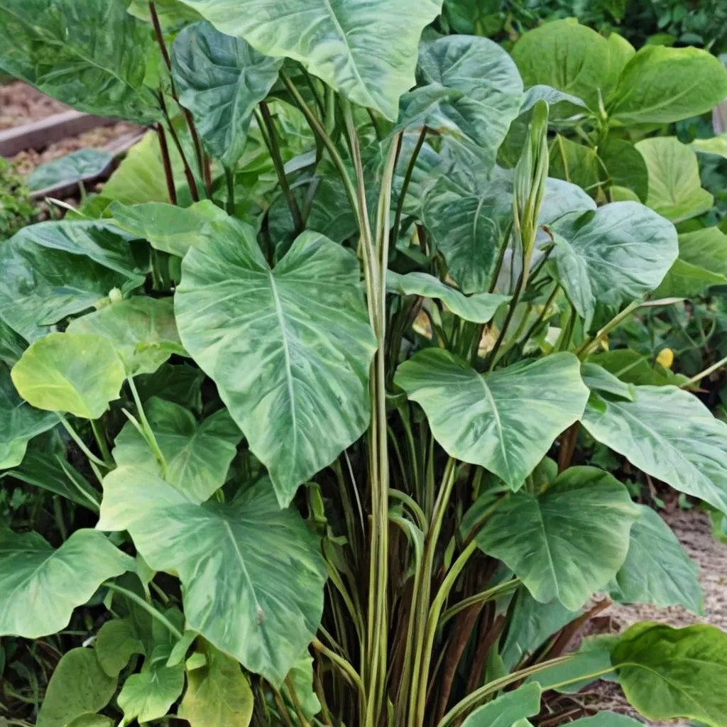 Colocasia esculenta 'Tiger Stripe'