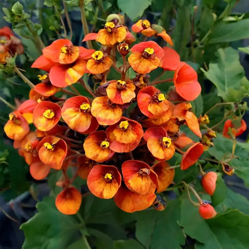 Calceolaria x hybrida 'Sunset Orange Bicolour'
