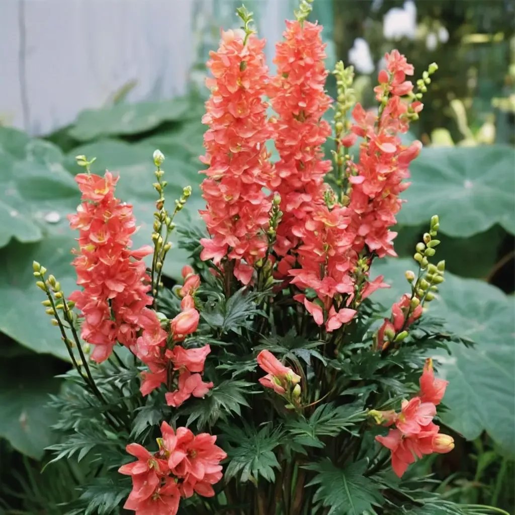 Delphinium ajacis 'Red Lark'